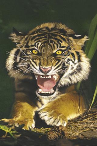 Poster - Sumatran tiger